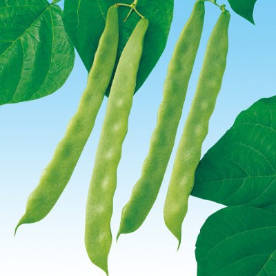 ジャンボ菜豆