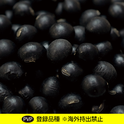 黒大豆 クロダマル（農研機構育成品種）