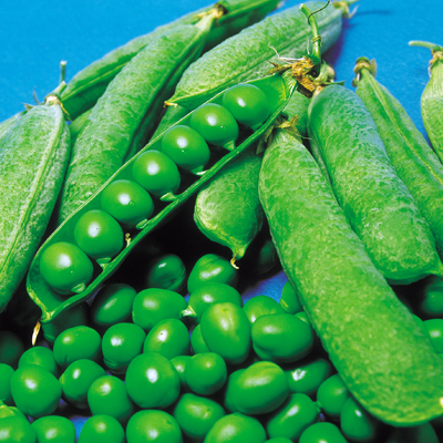 南海緑豌豆