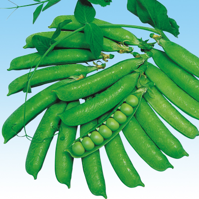 豌豆 えんどう の品種一覧 野菜の種の通信販売 中原採種場 株